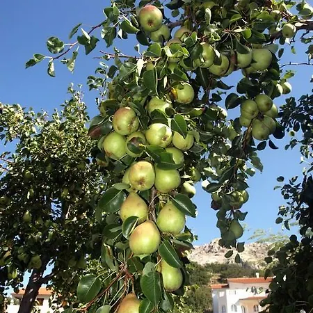 Antonia Πανσιόν