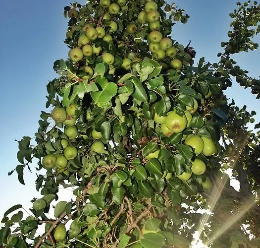 בית הארחה Antonia